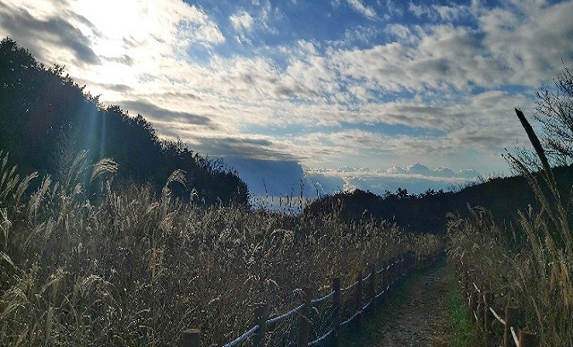 바다 습지 탐방로1